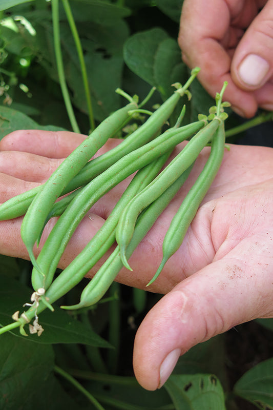Green Beans, Organic, Farm Fresh