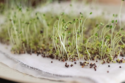 Broccoli Sprouting Seeds Organic 2 oz