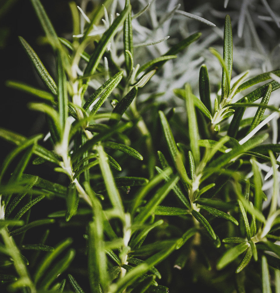Rosemary Broken, Organic