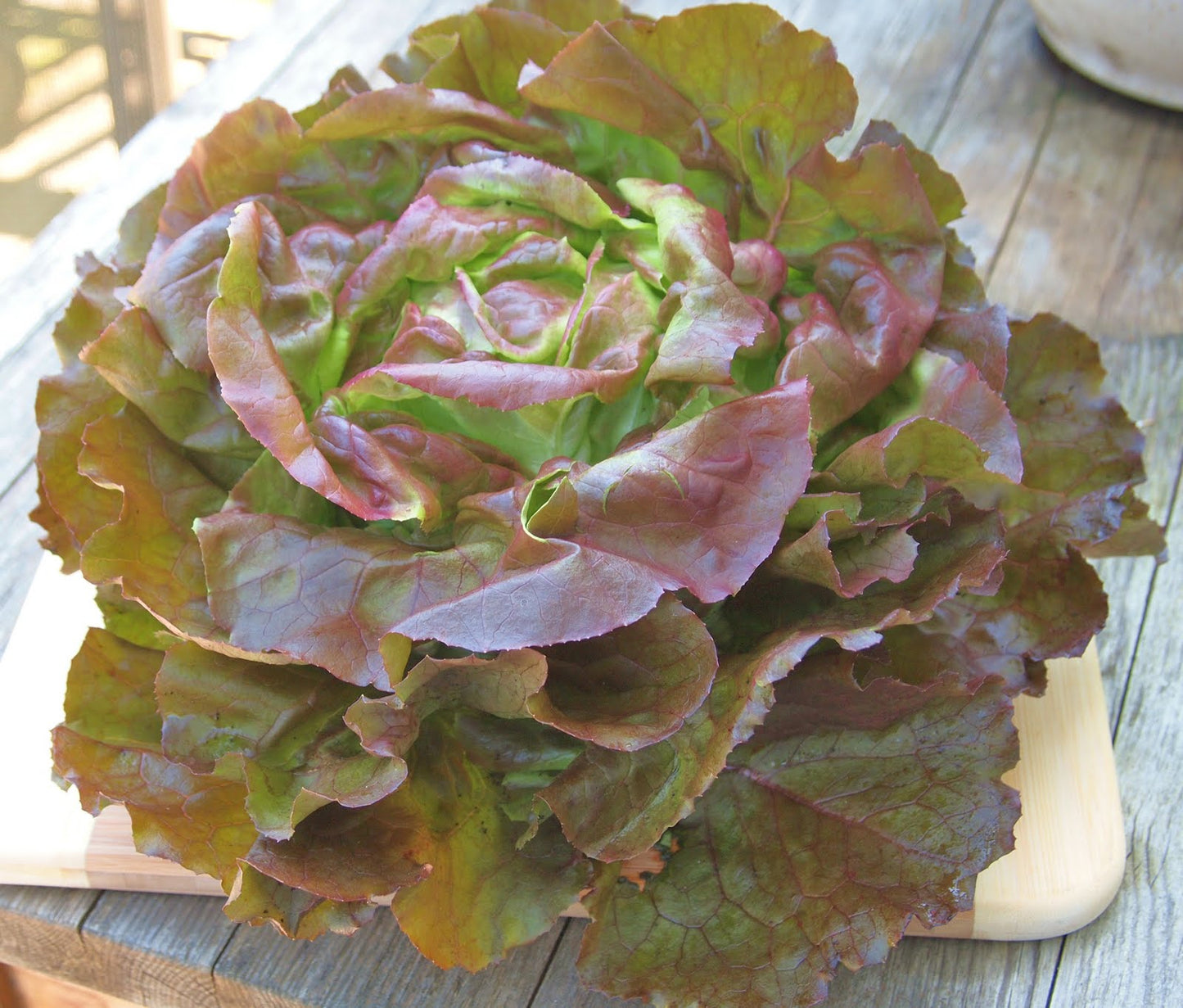 Lettuce, Butterhead, Organic, Farm Fresh