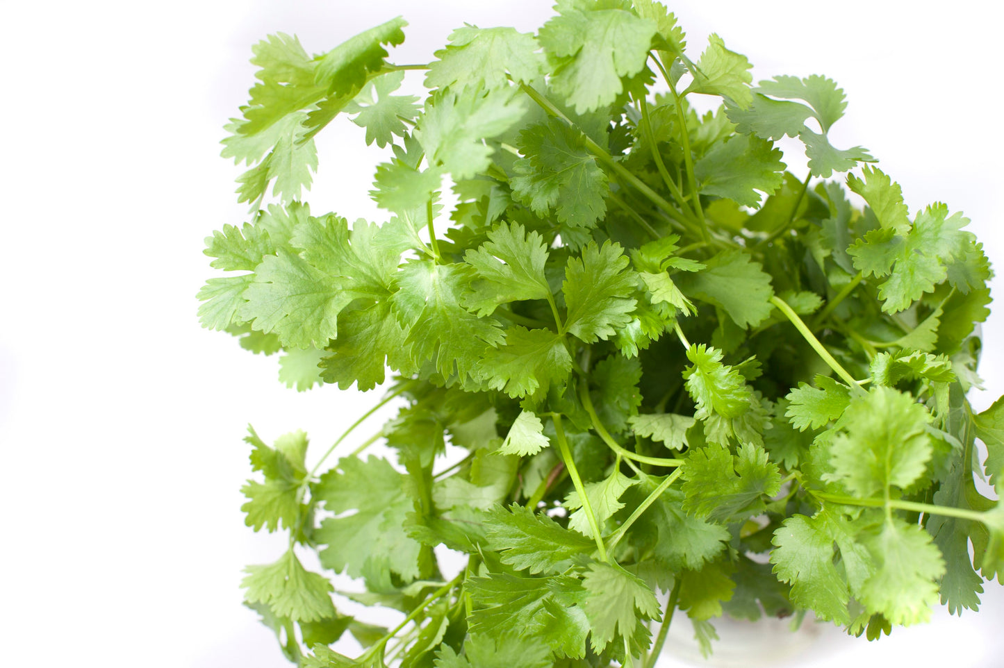 Coriander Microgreen Seeds Organic 2 oz