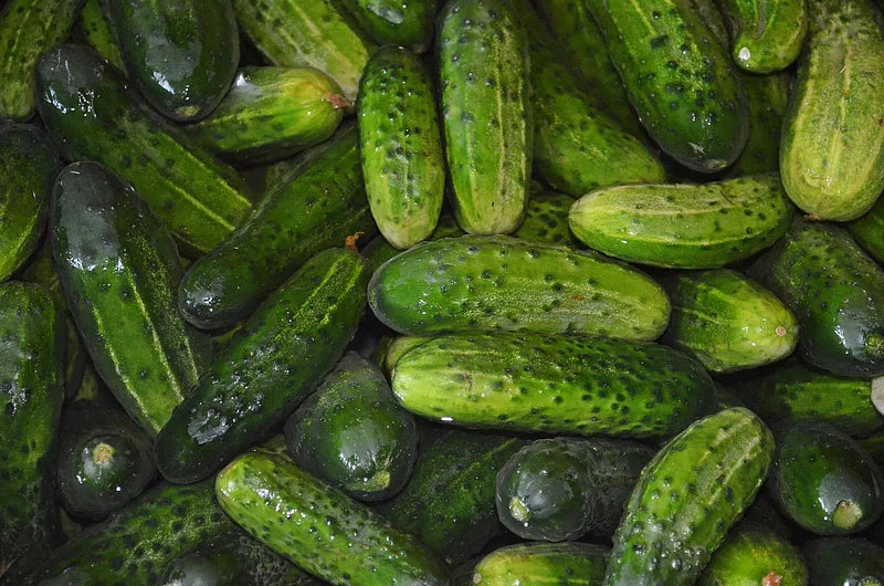 Cucumbers, Pickling, Organic, Farm Fresh