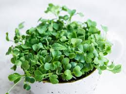 Radish Sprouting Seeds Organic 2 oz