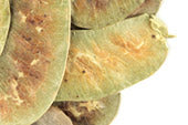 Senna Pods Whole 2 oz - Clearance!