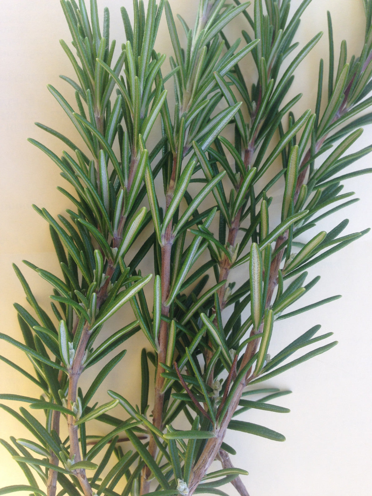 Rosemary, Organic Farm Fresh, Bunch
