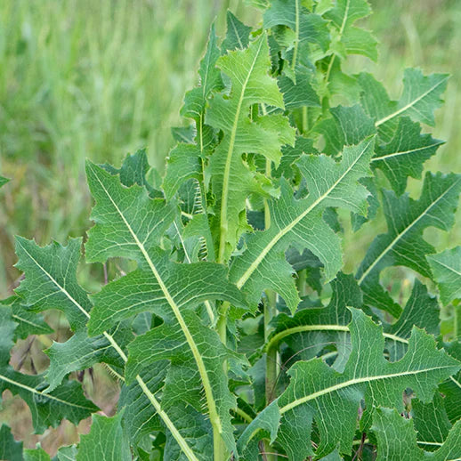 Wild Lettuce Wildcrafted C/S 6 oz