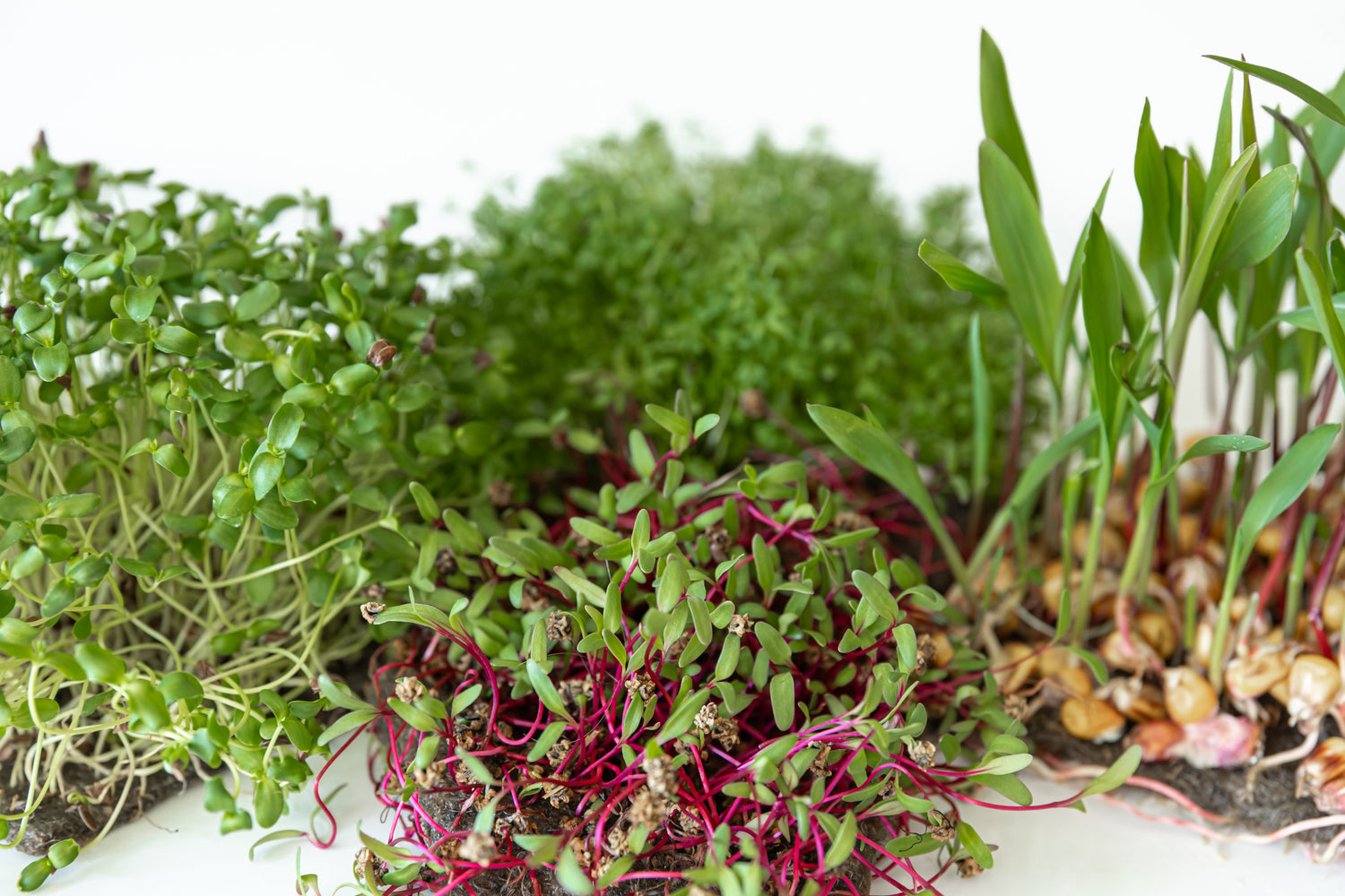Sprouting & Microgreens