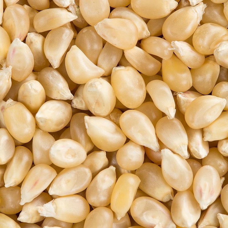 Popcorn White Organic 1 lb