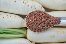 Radish Sprouting Seeds Organic 2 oz