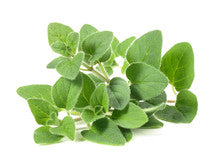 Oregano, Organic Farm Fresh, Bunch