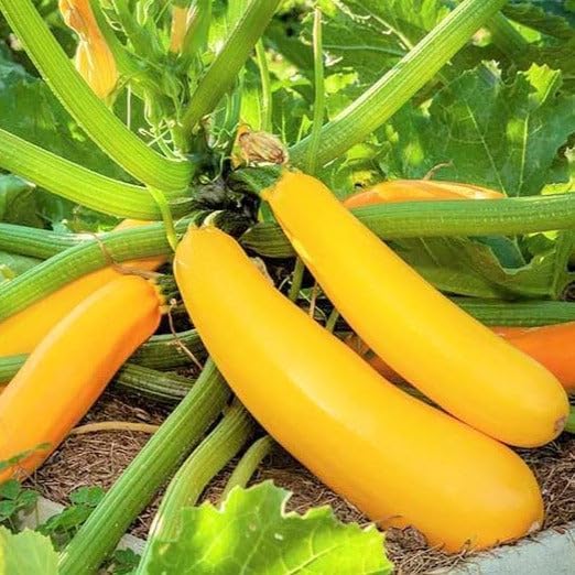 Zucchini, Yellow, Farm Fresh