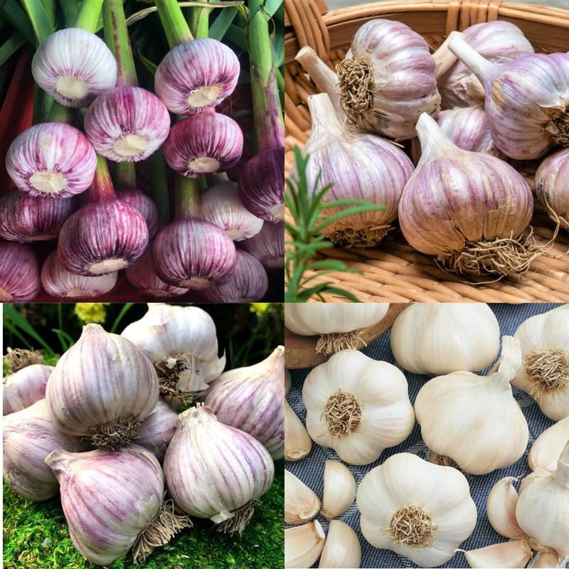 Garlic, Organic Farm Fresh