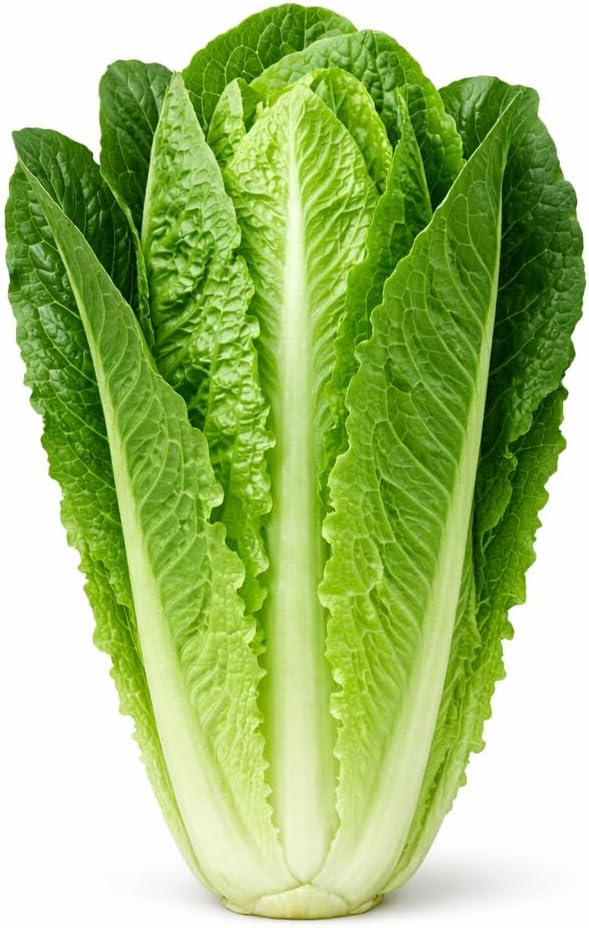 Head Lettuce, Organic, Farm Fresh