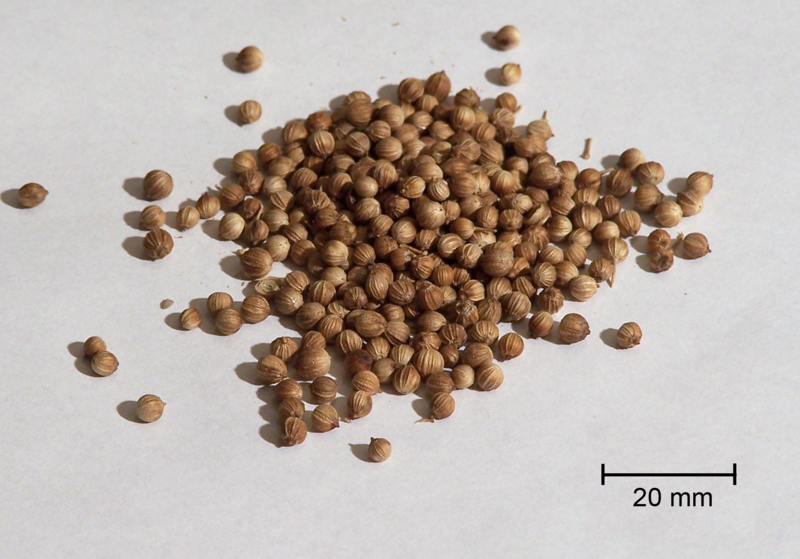 Coriander Microgreen Seeds Organic 2 oz