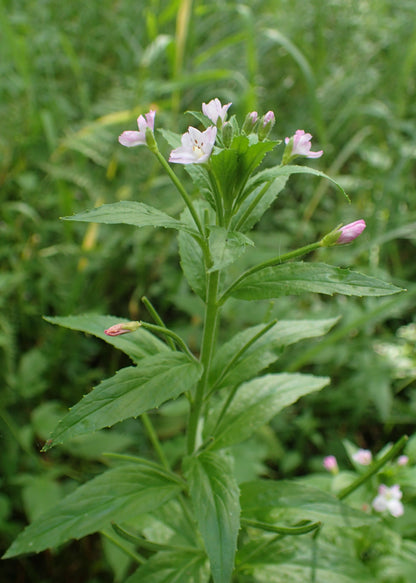 Small Flowered Willow Tea 3.5 oz