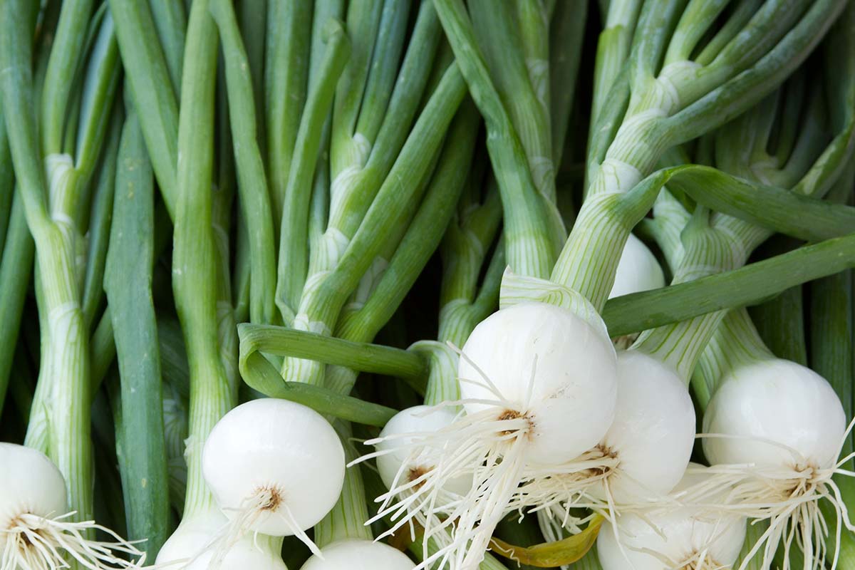 Onions, Spring Small, Farm Fresh, Bundle