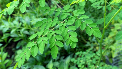 Moringa Leaf C/S Organic 1 lb
