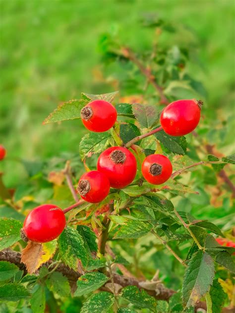 Rosehips C/S, Organic 1 lb