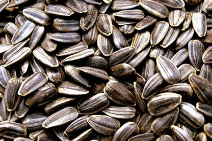 Sunflower Sprouting Seeds Organic 5 oz