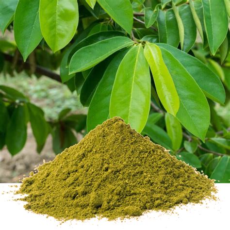 Graviola (Soursop) Leaf Powder, Organic 8 oz