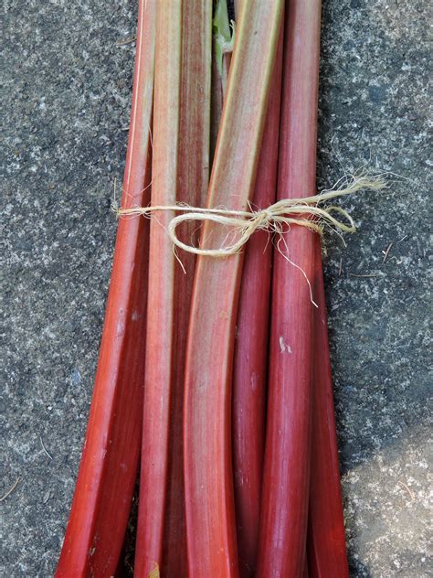 Rhubarb, Organic Farm Fresh, by LB