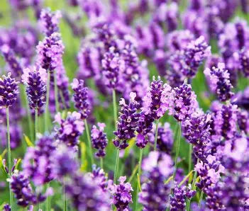 Lavender, Organic Farm Fresh or Dried, Bundle