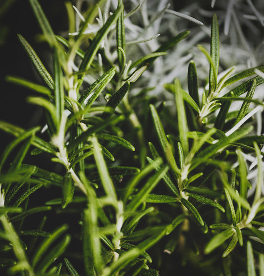 Rosemary Broken, Organic