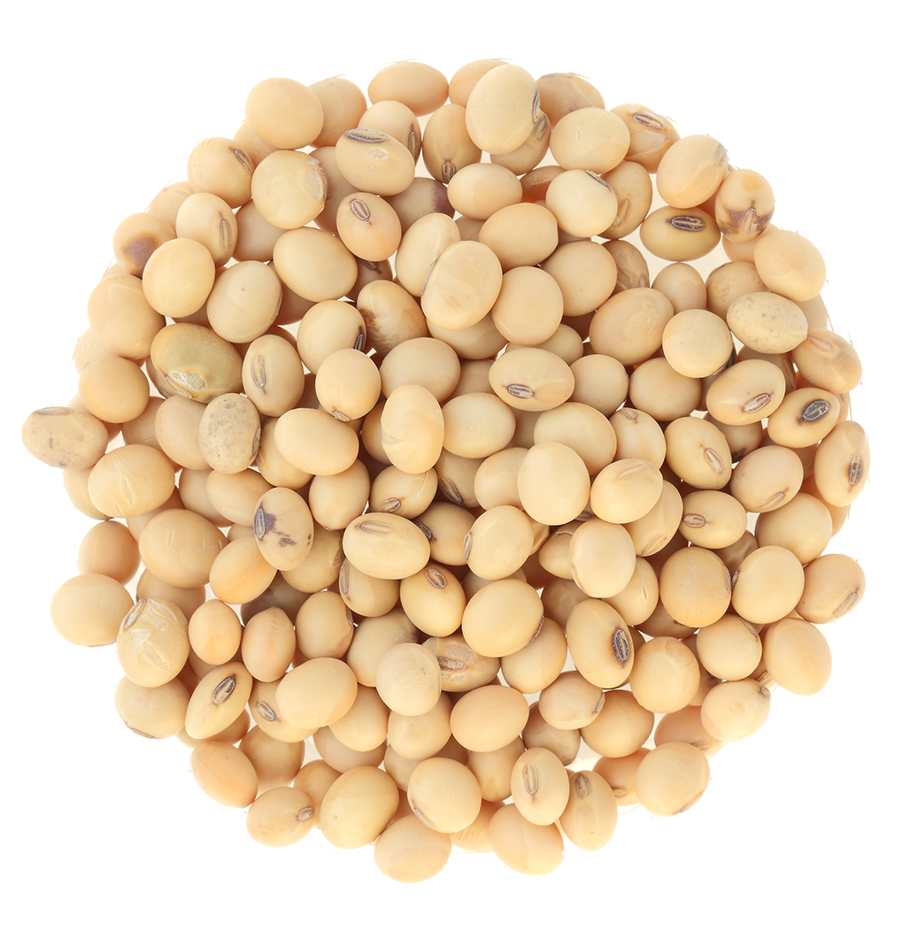Soy Beans, Dry Organic