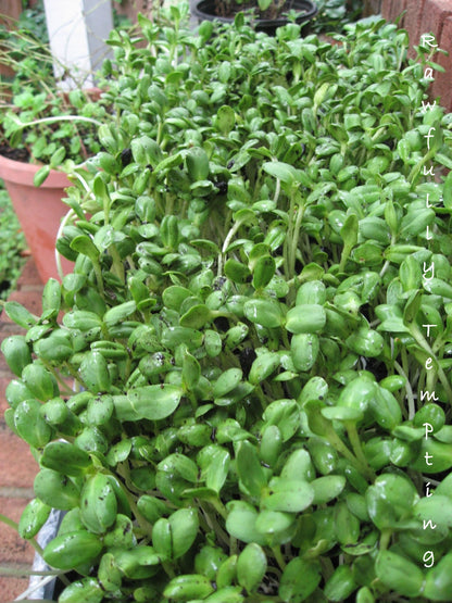 Sunflower Sprouting Seeds Organic 5 oz