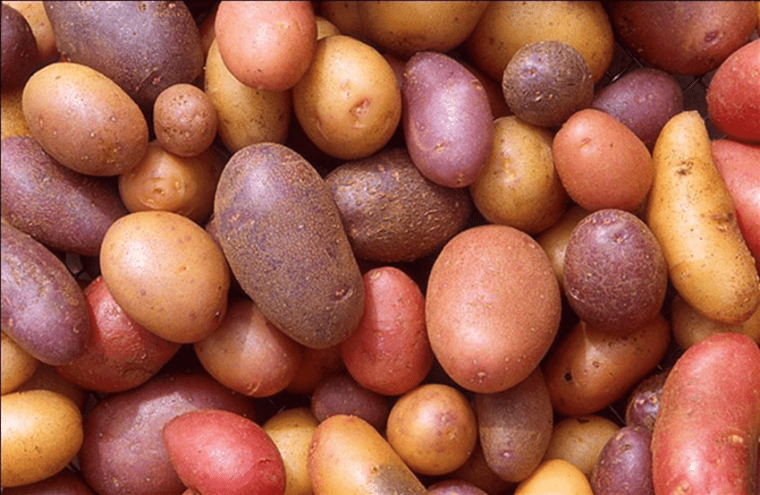 Potatoes, Organic Farm Fresh, Bag