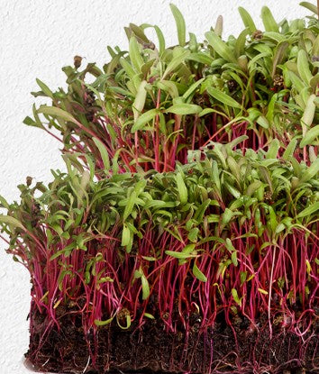 Beet Microgreen Seeds Organic 2 oz