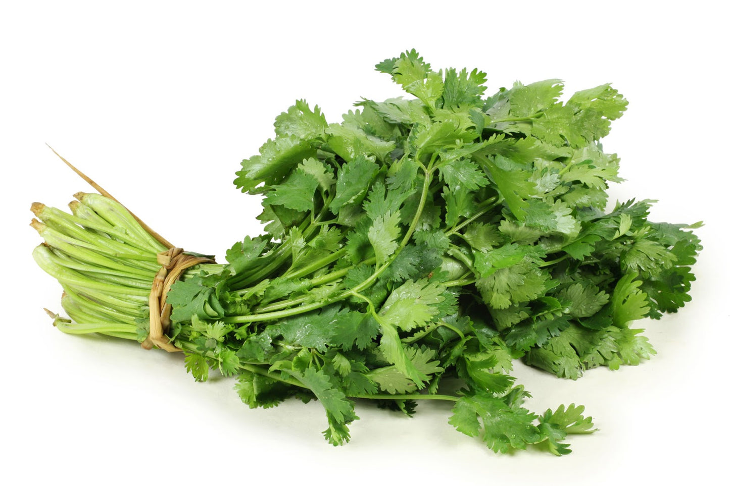 Cilantro, Organic Farm Fresh, Bundle