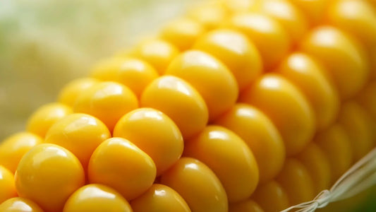 Corn, Sweet Organic, Farm Fresh