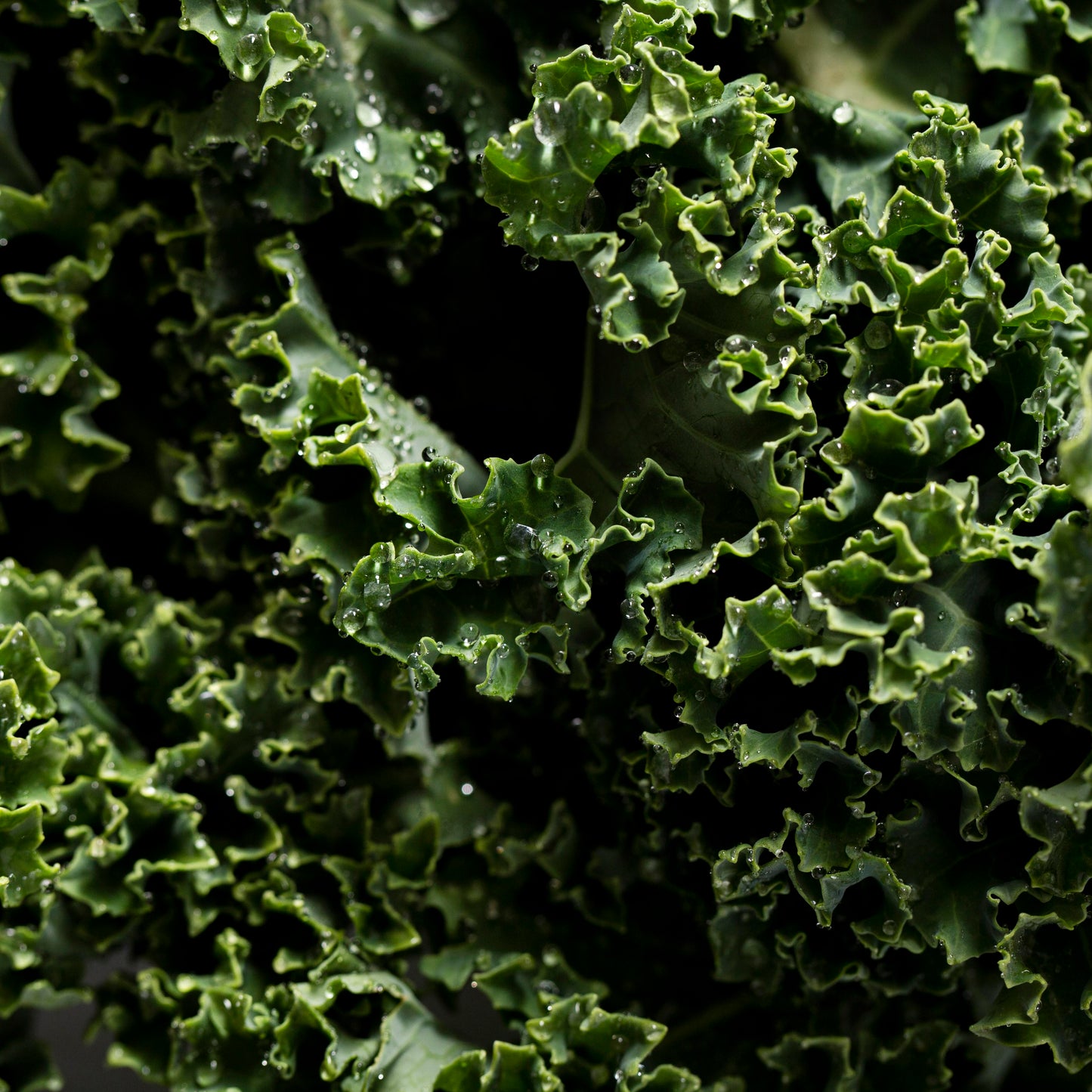 Kale, Curly, Organic, Farm Fresh Bunch