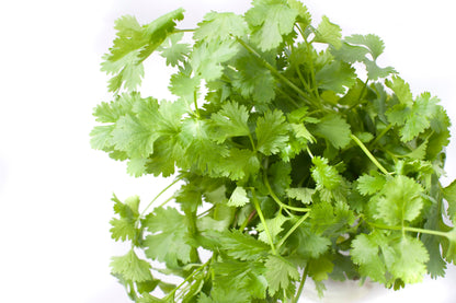 Coriander Microgreen Seeds Organic 2 oz