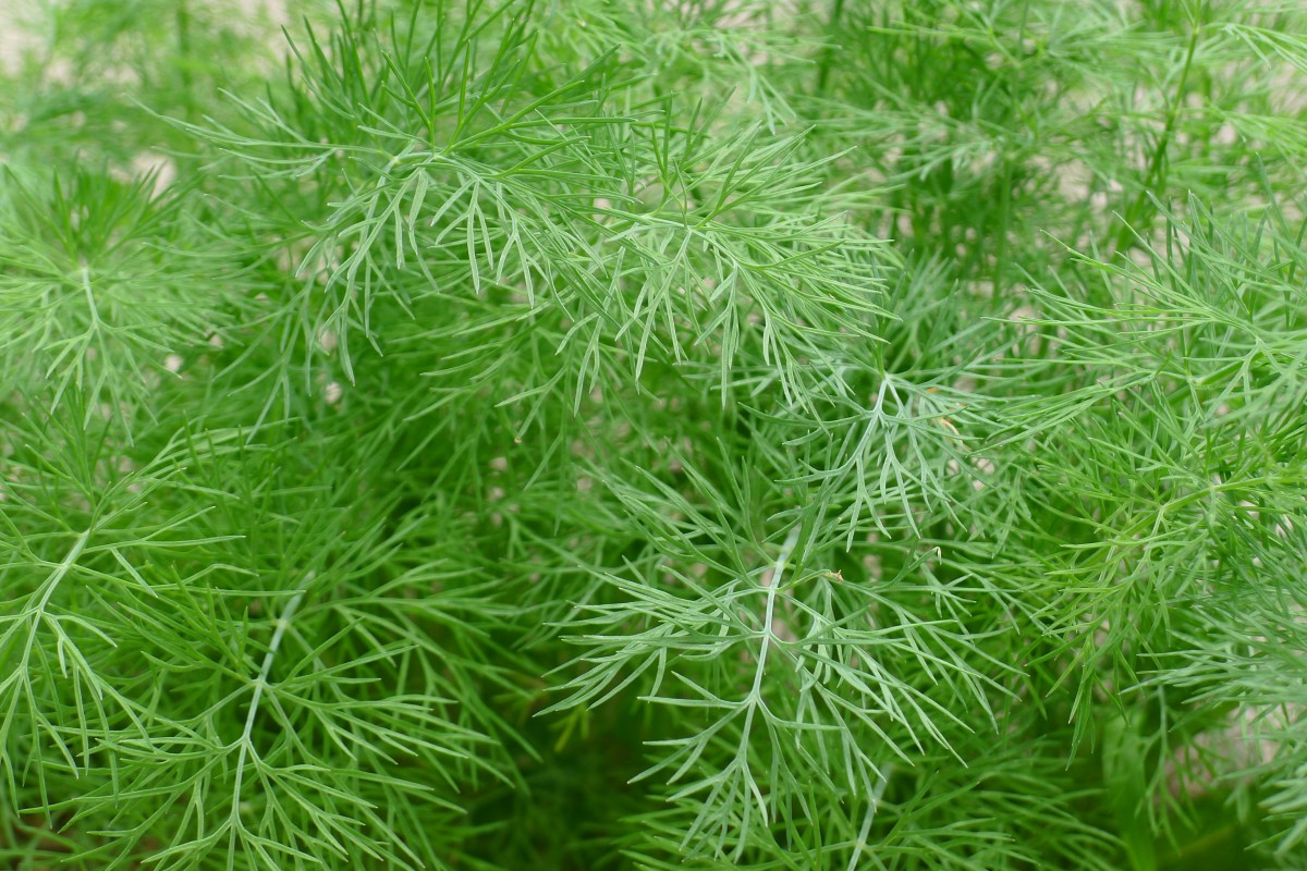 Dill, Organic Farm Fresh, Bundle