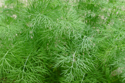 Dill, Organic Farm Fresh, Bundle