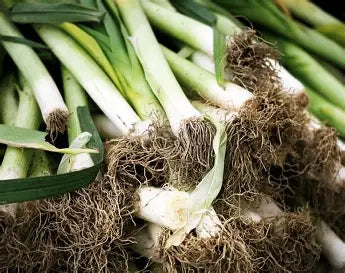 Leeks, Farm Fresh