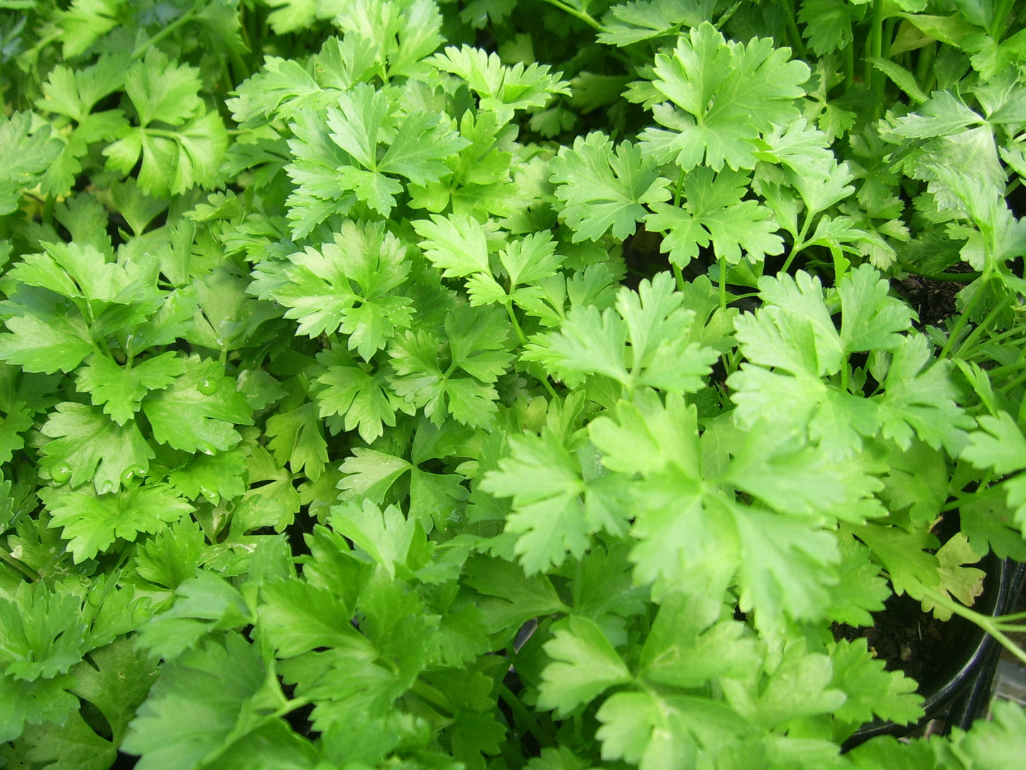 Parsley, Organic Farm Fresh, Bunch