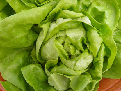 Head Lettuce, Organic, Farm Fresh