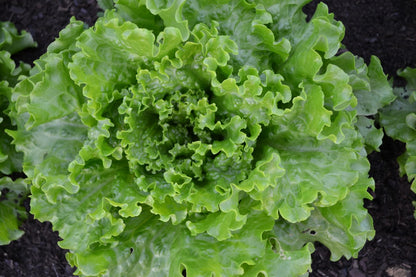 Head Lettuce, Organic, Farm Fresh