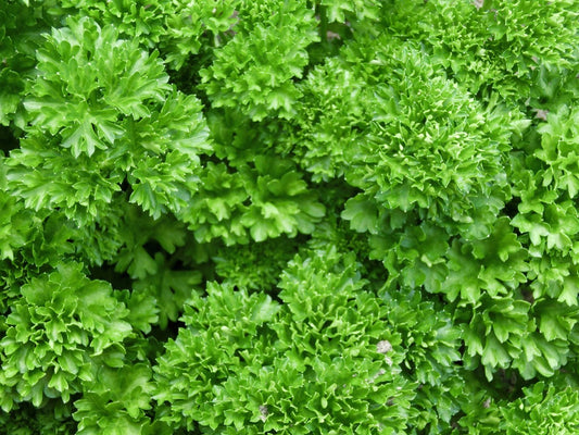 Parsley, Organic Farm Fresh, Bunch