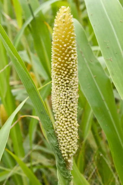 Millet, Organic