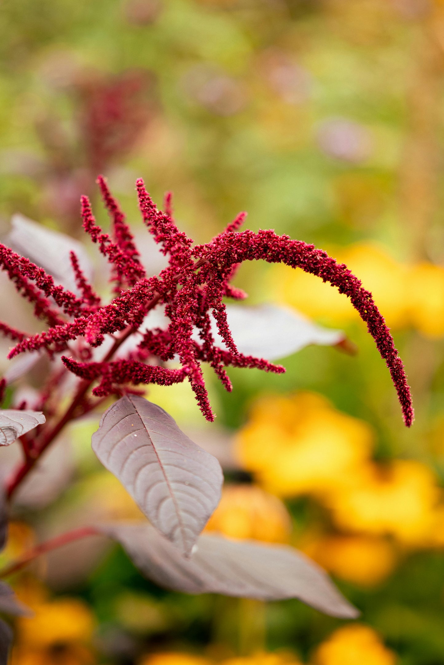 Organic Amaranth