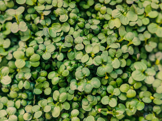 Arugula Microgreen Seeds Organic 2 oz