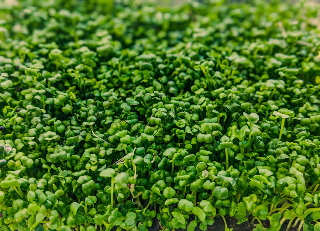 Curled Cress Microgreen Seeds Organic 2 oz