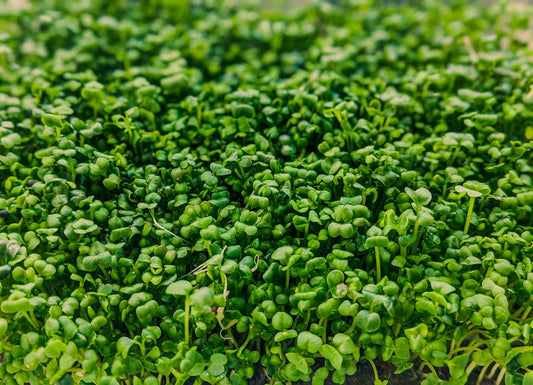 Curled Cress Microgreen Seeds Organic 2 oz