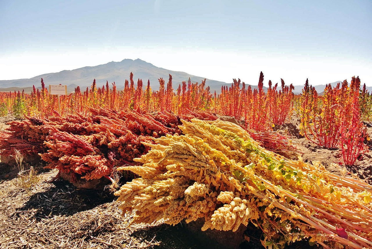 Quinoa Organic