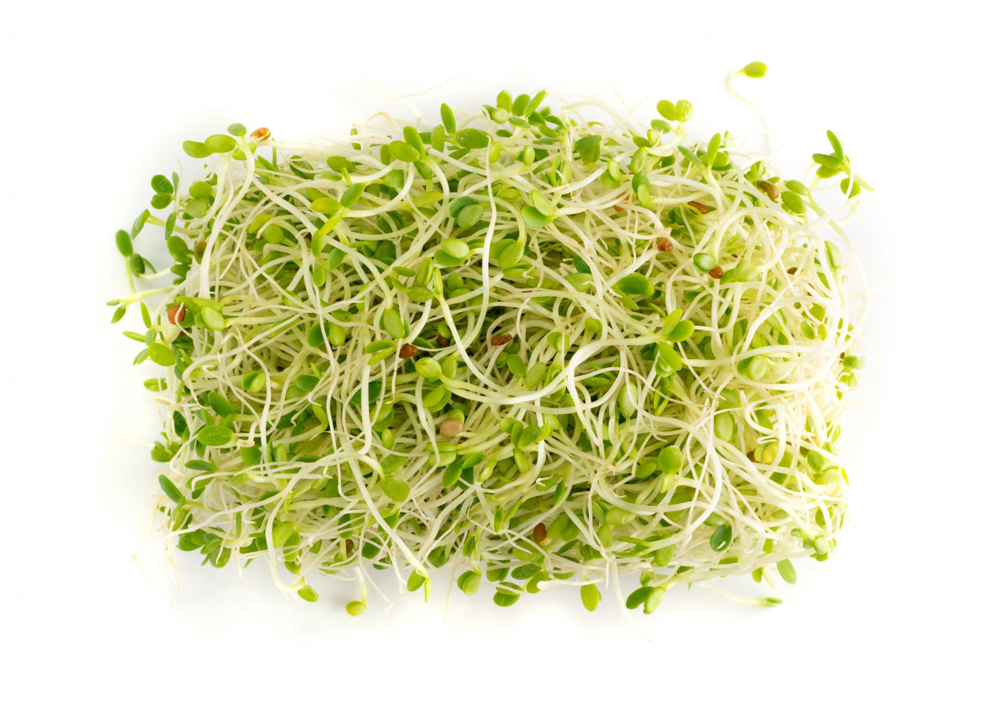 Red Clover Sprouting Seeds Organic 2 oz