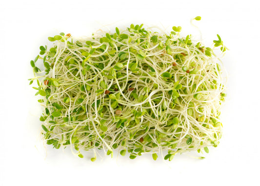 Red Clover Sprouting Seeds Organic 2 oz